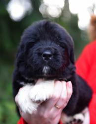 male mistmark (rezerv)